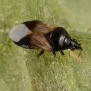 thumbnail for publication: Insidious Flower Bug, Minute Pirate Bug Orius insidiosus Say (Insecta: Hemiptera: Anthocoridae)